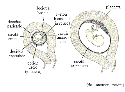 l'endometrio il corion e la placenta