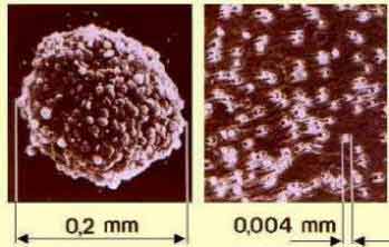 ovocellula e spermatozoi a confronto