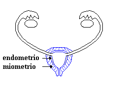 traccia: l'utero, il miometrio e l'endometrio