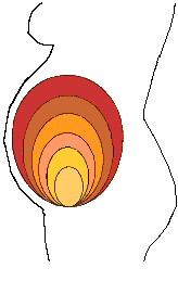 le dimensioni dell'utero durante la gravidanza