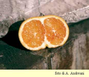 un esempio: foto di un'arancia