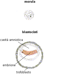 la morula e la blastocisti