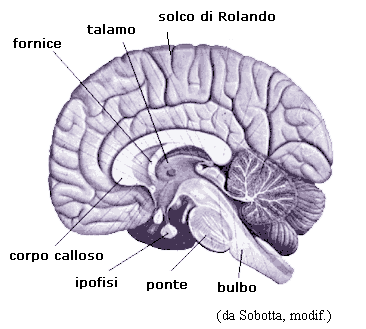 il cervello