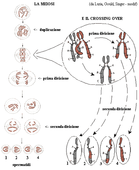 lo spermatozoo e la meiosi: prima e seconda divisione; il crossing over