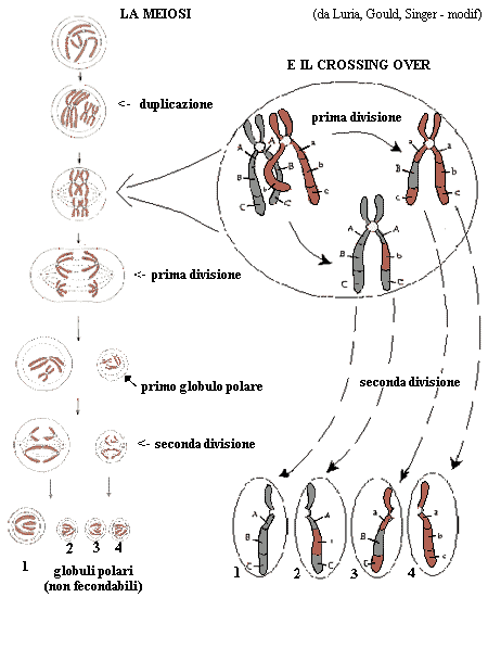 l'ovocellula e la meiosi: prima e seconda divisione; il crossing over