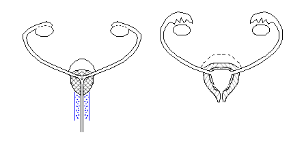 l'uretra, il tessuto cavernoso e l'erezione